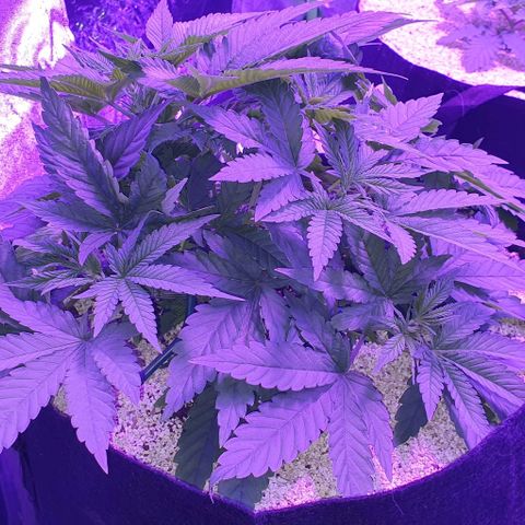 3RH #1 growlog timeline photo