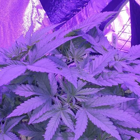 3RH #1 growlog timeline photo