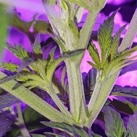3RH #2 growlog timeline photo