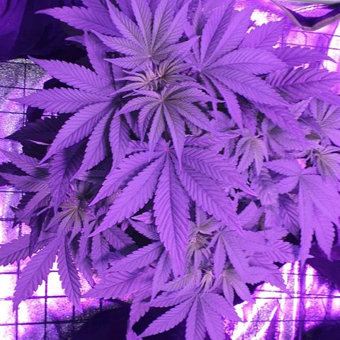 3RH #1 growlog timeline photo