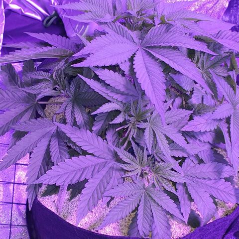 3RH #1 growlog timeline photo