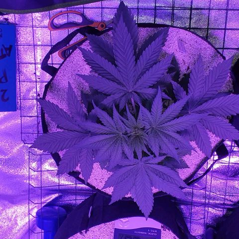 3RH #2 growlog timeline photo