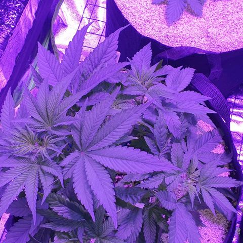 3RH #1 growlog timeline photo