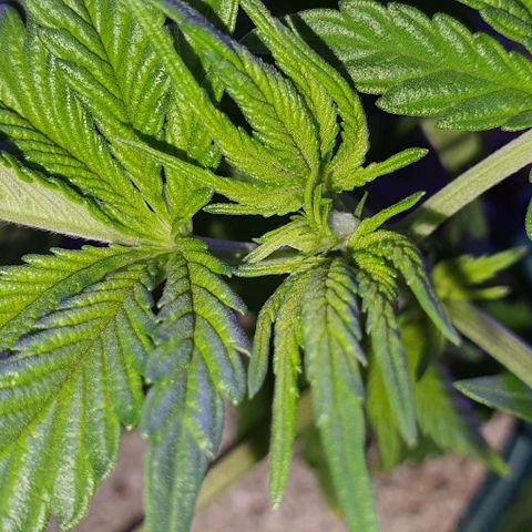 3RH #1 growlog timeline photo