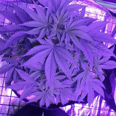 3RH #1 growlog timeline photo
