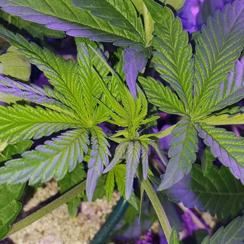 3RH #1 growlog timeline photo