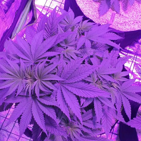 3RH #1 growlog timeline photo