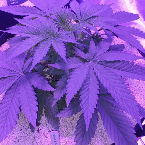 3RH #2 growlog timeline photo