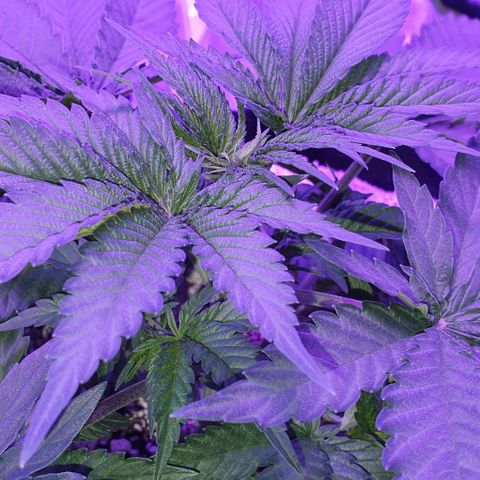 3RH #2 growlog timeline photo
