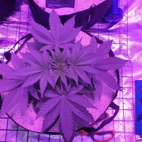 3RH #2 growlog timeline photo
