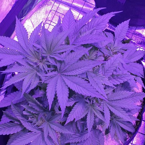 3RH #1 growlog timeline photo