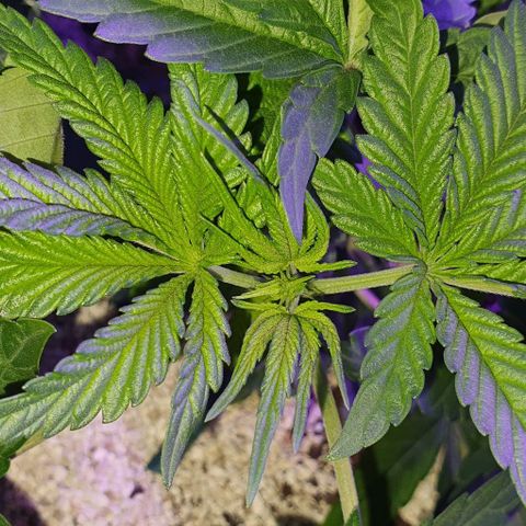 3RH #1 growlog timeline photo