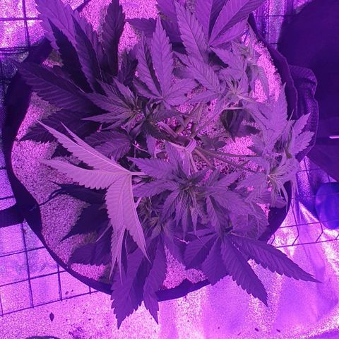 3RH #2 growlog timeline photo