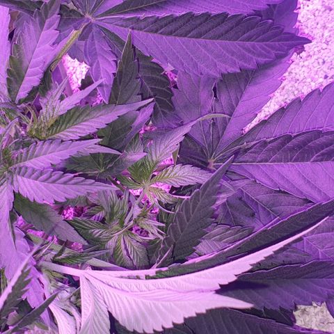 3RH #2 growlog timeline photo