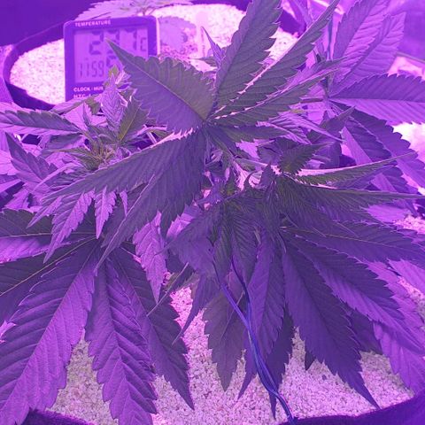 3RH #2 growlog timeline photo