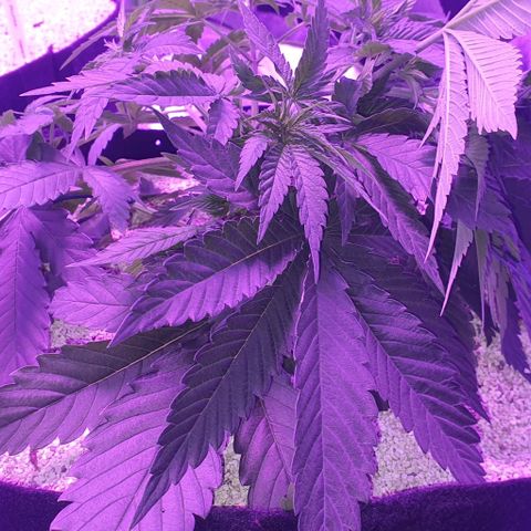 3RH #2 growlog timeline photo