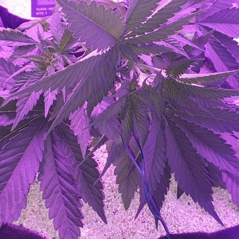 3RH #2 growlog timeline photo