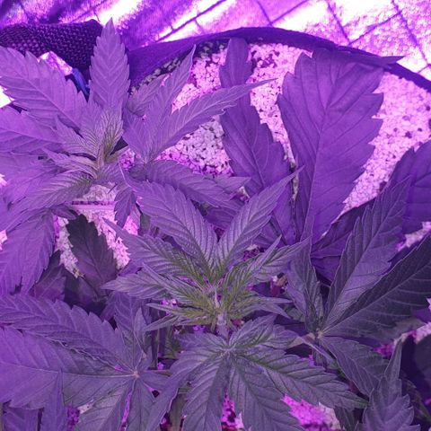 3RH #2 growlog timeline photo
