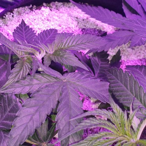 3RH #2 growlog timeline photo