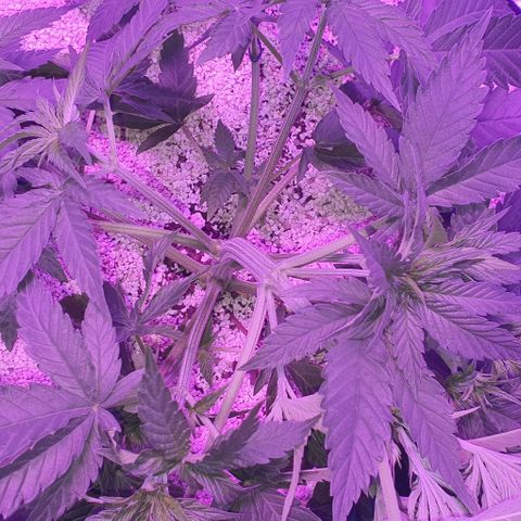 3RH #2 growlog timeline photo