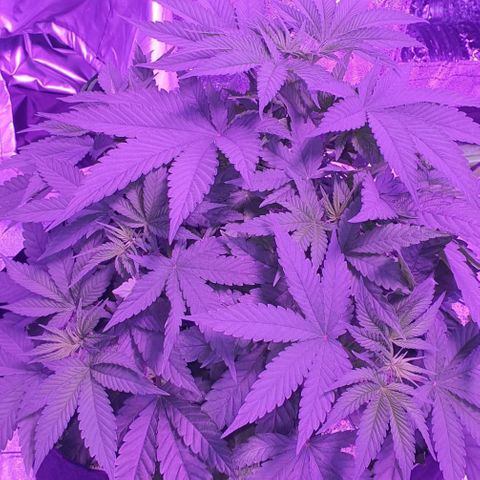 3RH #1 growlog timeline photo
