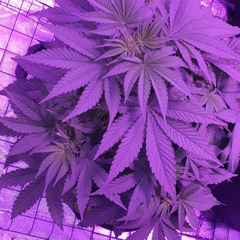 3RH #1 growlog timeline photo
