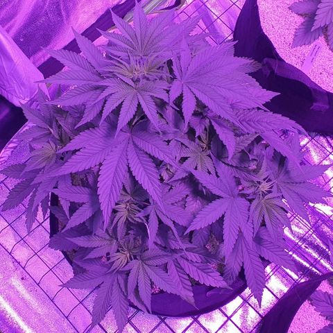 3RH #1 growlog timeline photo