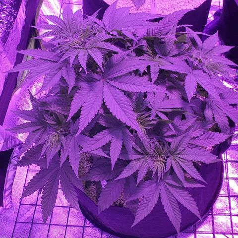 3RH #1 growlog timeline photo