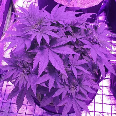 3RH #1 growlog timeline photo