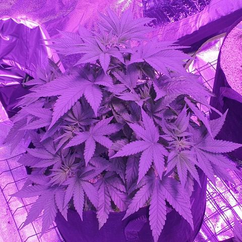 3RH #1 growlog timeline photo