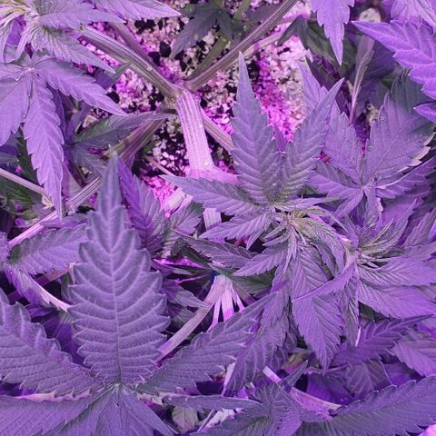 3RH #2 growlog timeline photo