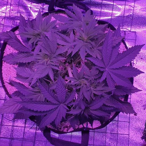 3RH #2 growlog timeline photo