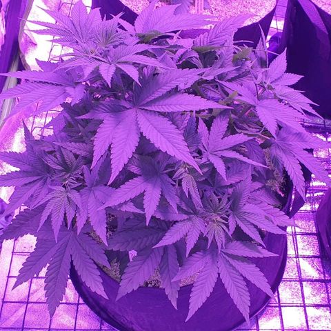 3RH #1 growlog timeline photo