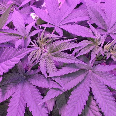 3RH #1 growlog timeline photo
