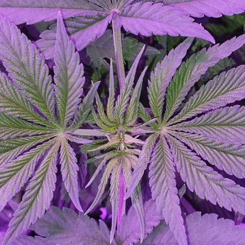 3RH #1 growlog timeline photo