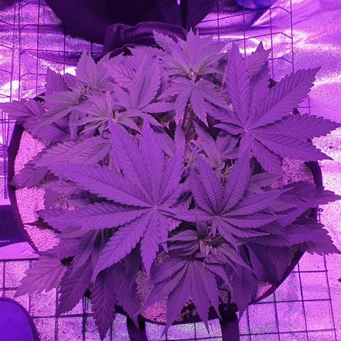 3RH #2 growlog timeline photo