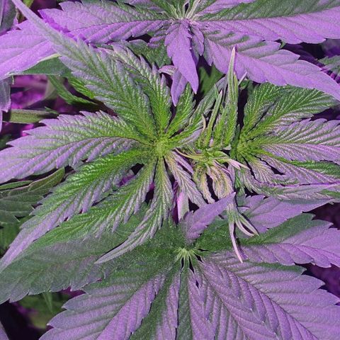 3RH #2 growlog timeline photo