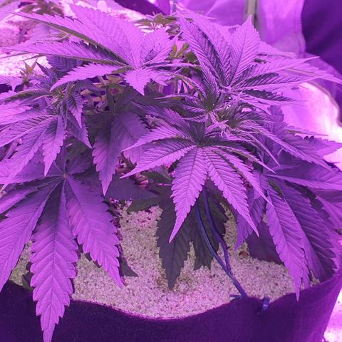 3RH #2 growlog timeline photo
