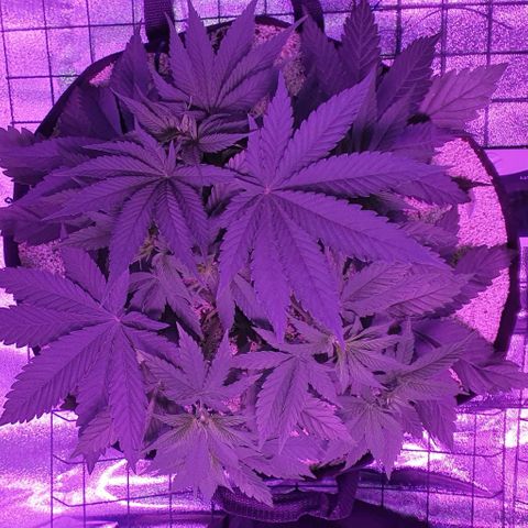 3RH #2 growlog timeline photo