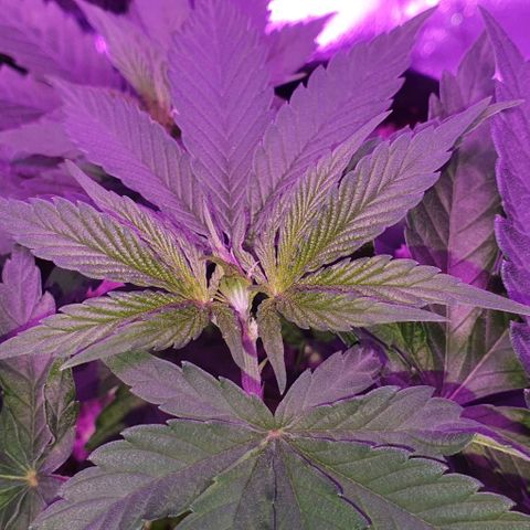 3RH #2 growlog timeline photo