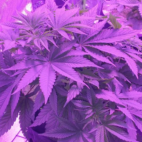 3RH #1 growlog timeline photo