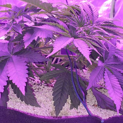 3RH #2 growlog timeline photo