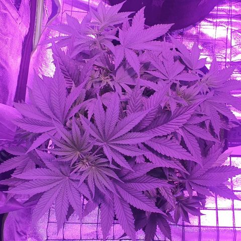 3RH #1 growlog timeline photo