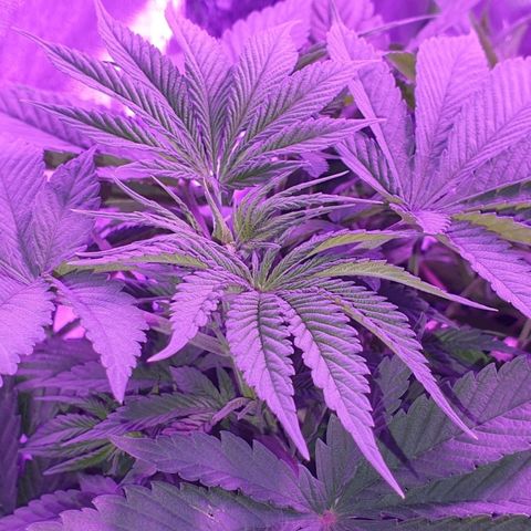 3RH #1 growlog timeline photo
