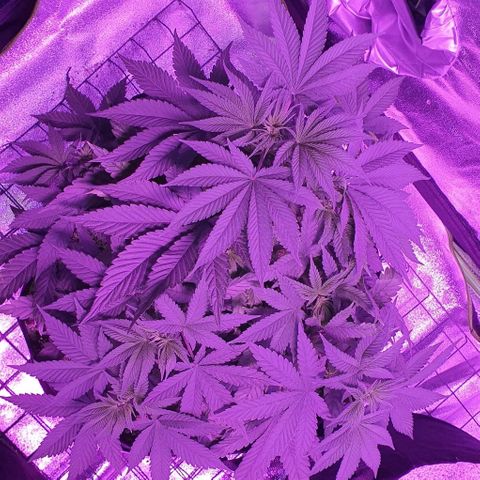 3RH #1 growlog timeline photo