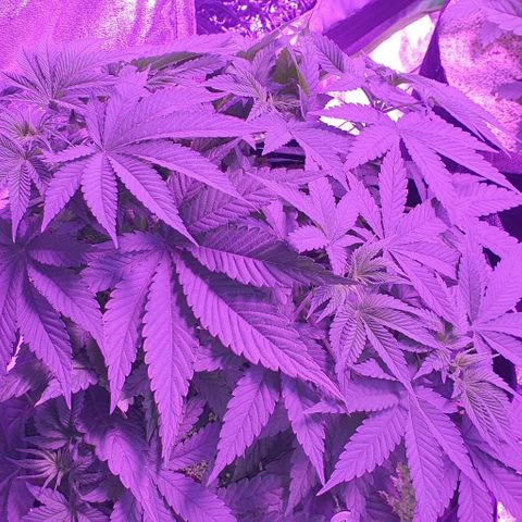 3RH #1 growlog timeline photo