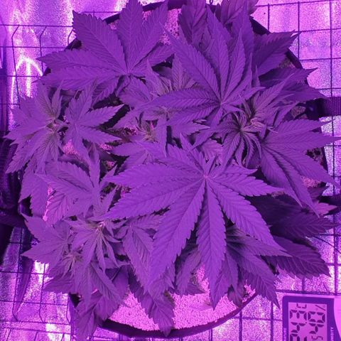 3RH #2 growlog timeline photo