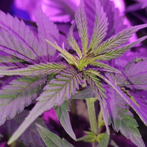 3RH #2 growlog timeline photo