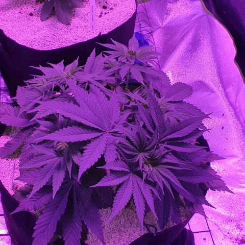 3RH #2 growlog timeline photo