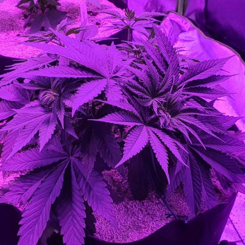 3RH #2 growlog timeline photo